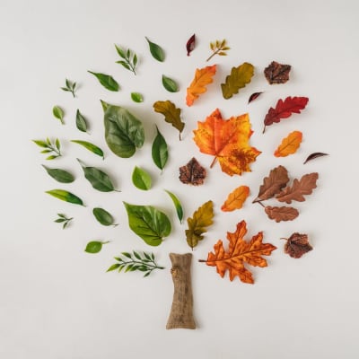 Creative season layout of colorful summer and autumn leaves and branches